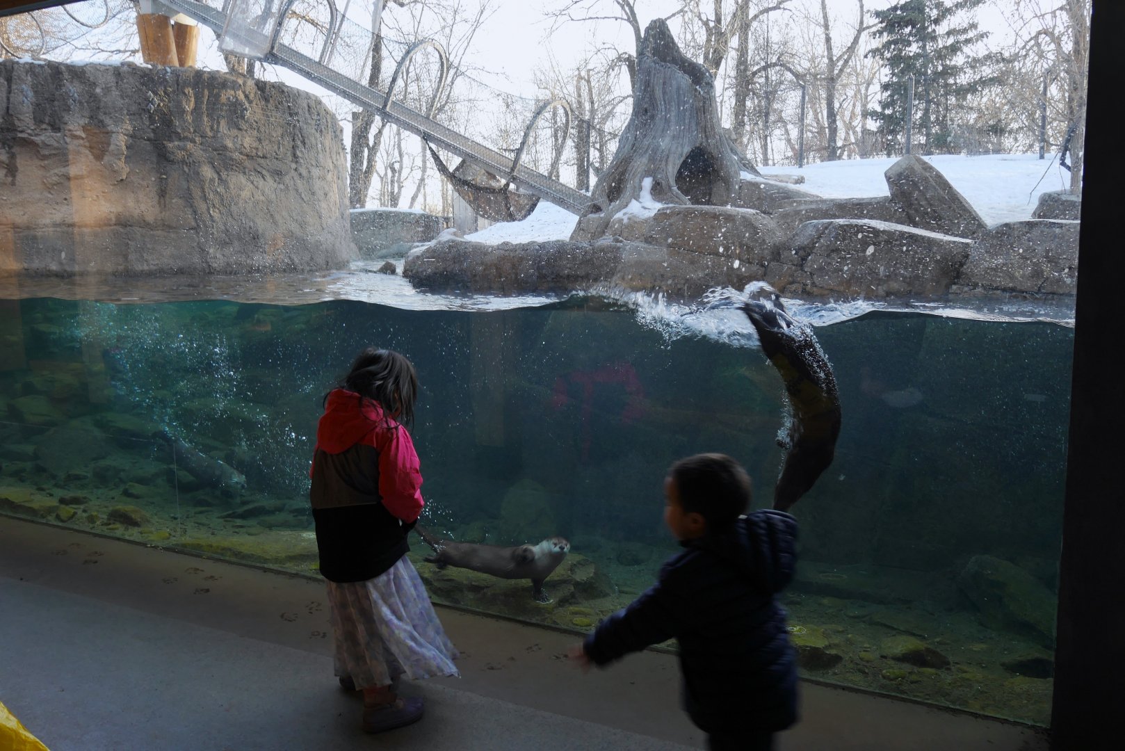 Wild Canada: BFF RL River Otter Exhibit 2