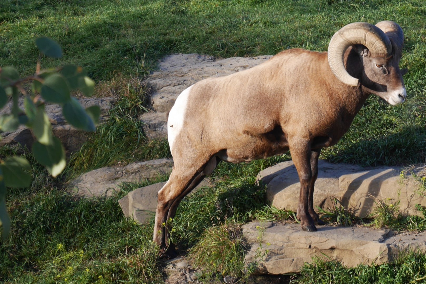 Wild Canada: Bighorn Sheep Ram
