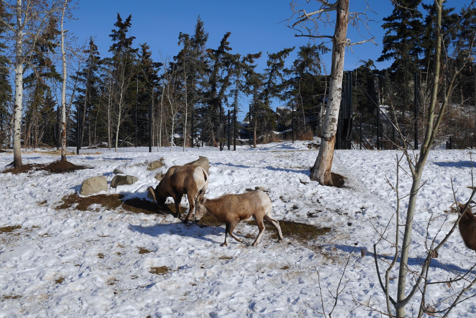 Wild Canada: Bighorn Sheep