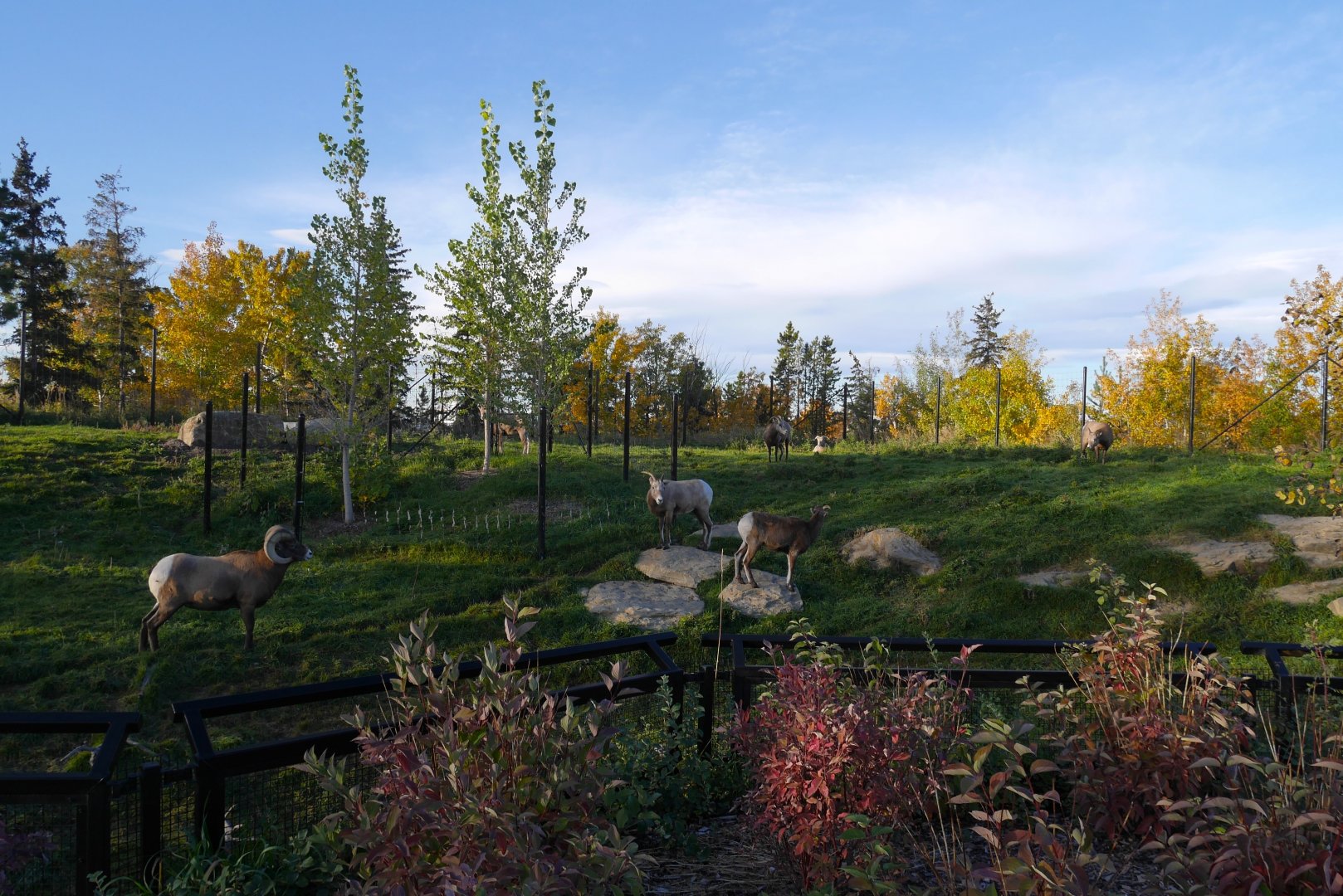 Wild Canada: Foothills Bighorn Sheep Exhibit in Fall