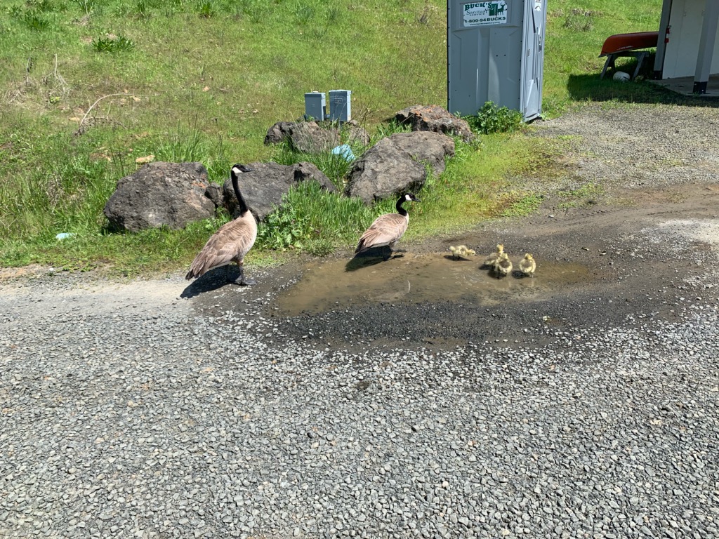 Wild Canada geese (adults and goslings)