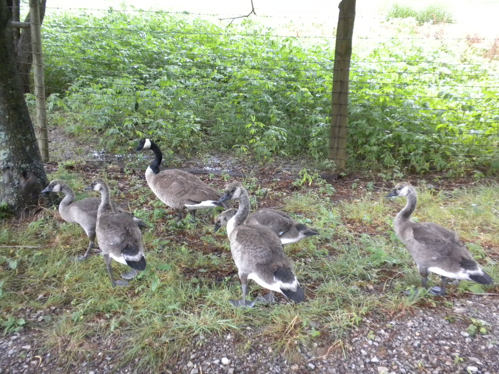 Wild Canada Geese