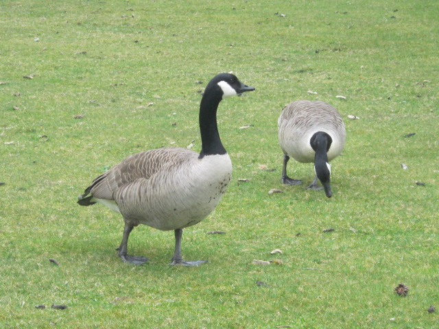 Wild Canada Geese.