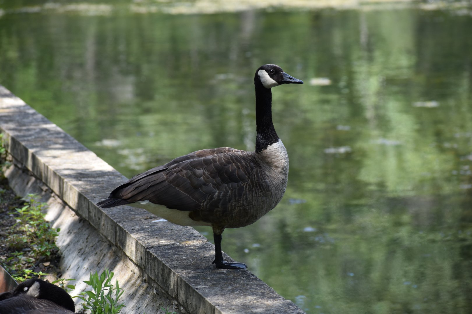 Wild Canada Goose ~ Minnesota Zoo