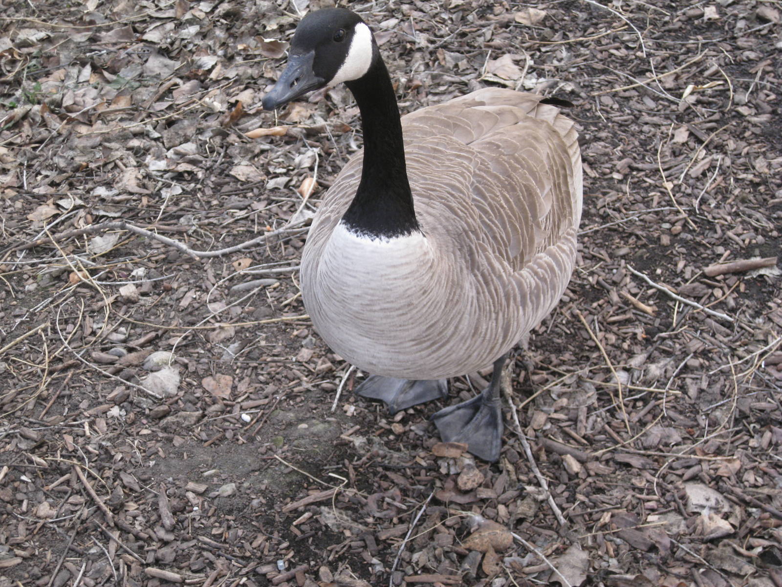 Wild Canada Goose