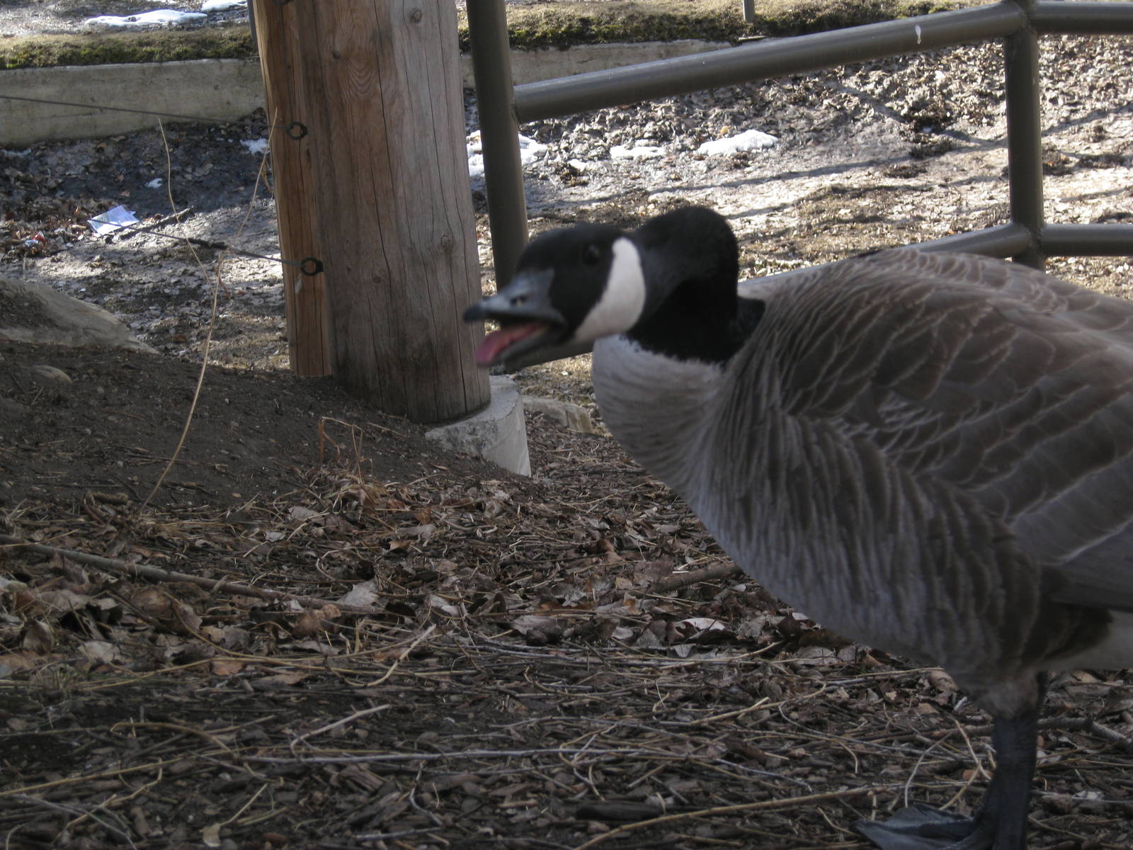 Wild Canada Goose