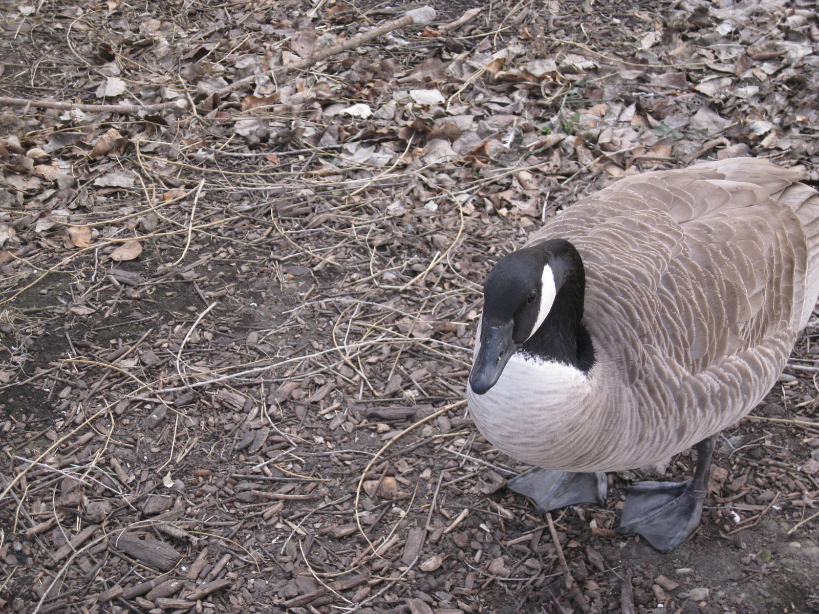 Wild Canada Goose