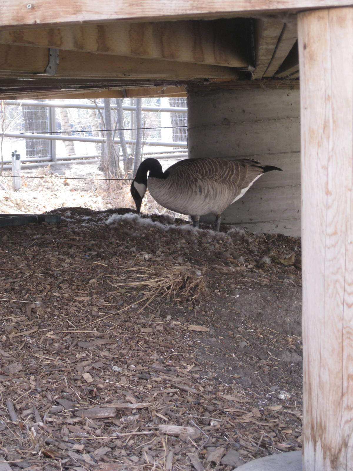 Wild Canada Goose