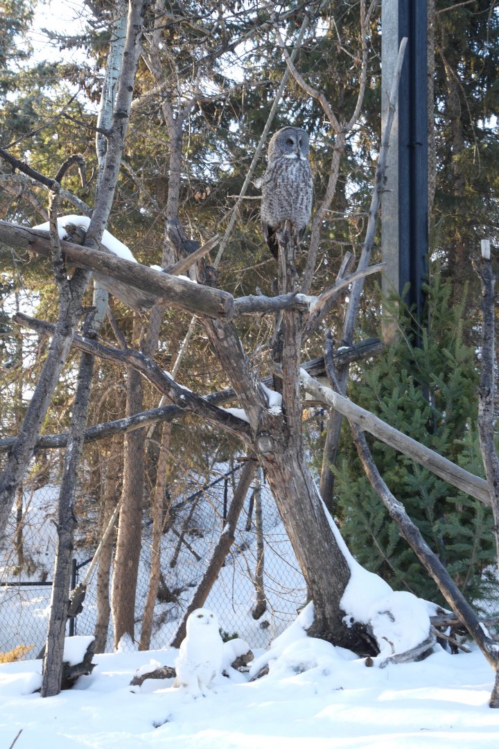 Wild Canada: Jihad Shibley Aviary Owls