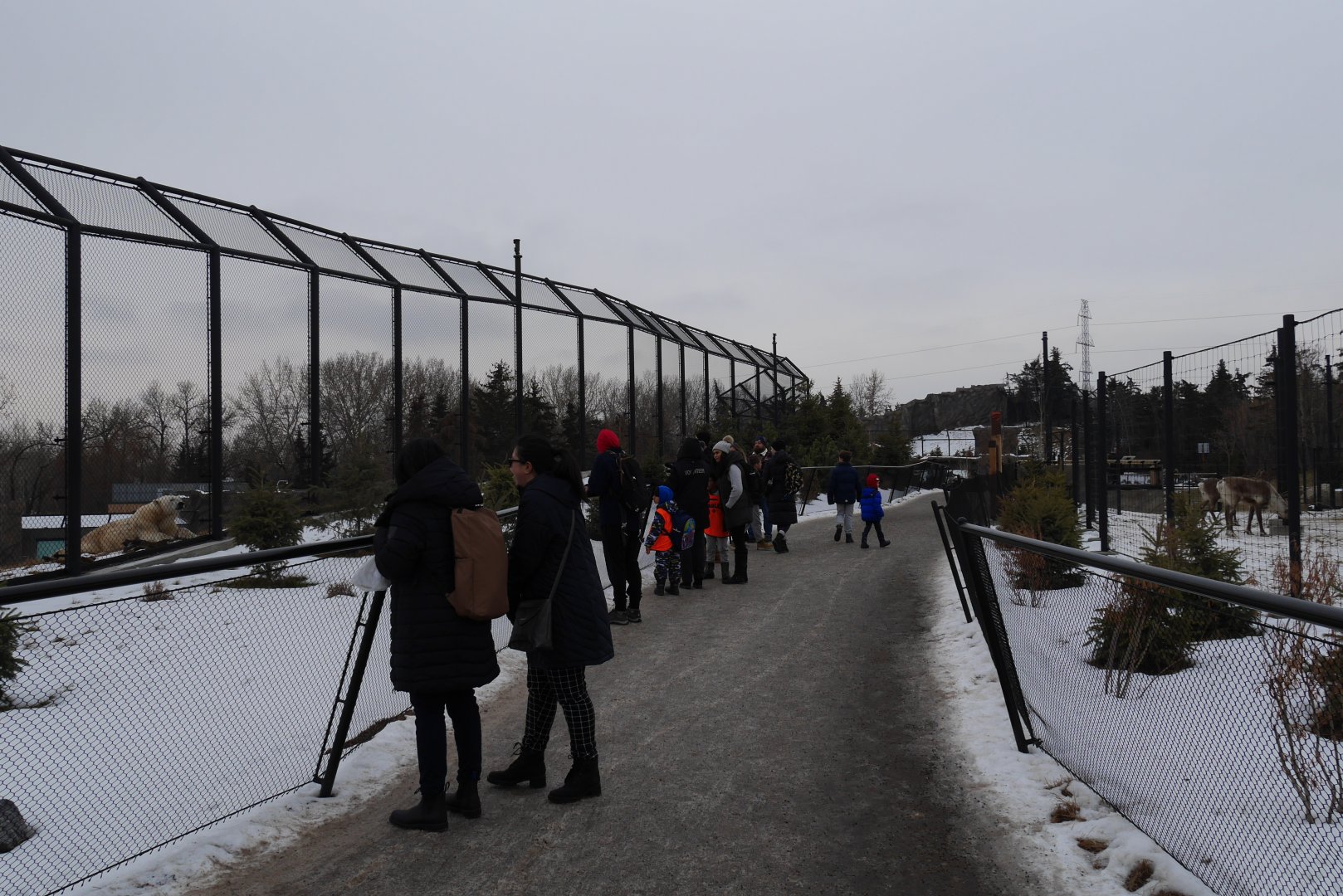 Wild Canada - Polar bear checking out caribou