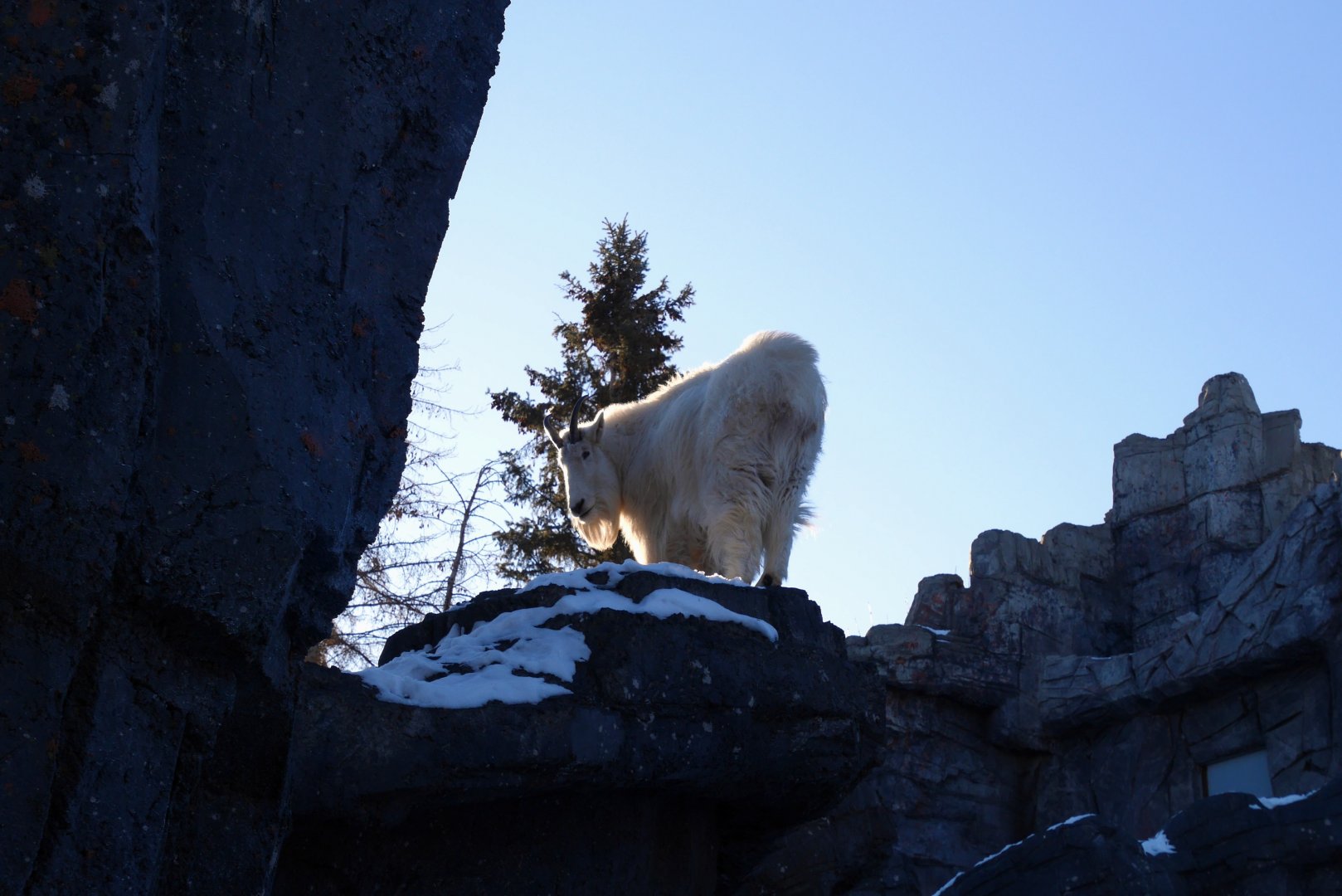 Wild Canada: Rocky Mountain Goat Exhibit 2