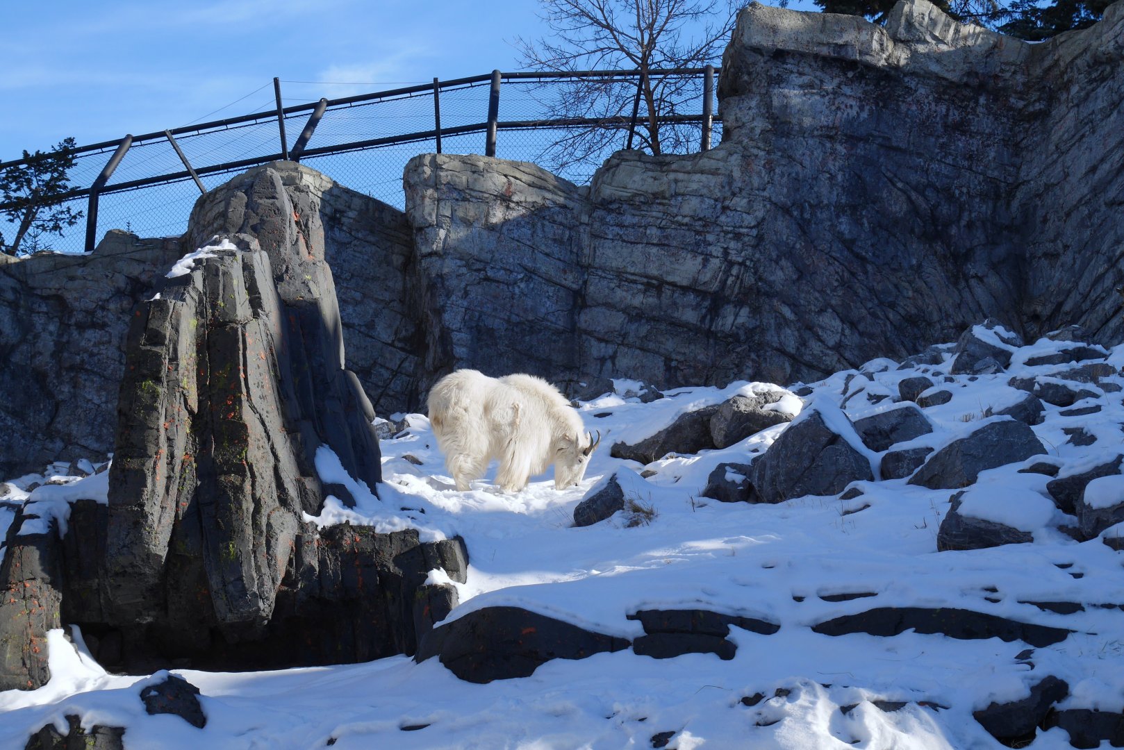 Wild Canada: Rocky Mountain Goat Exhibit 2