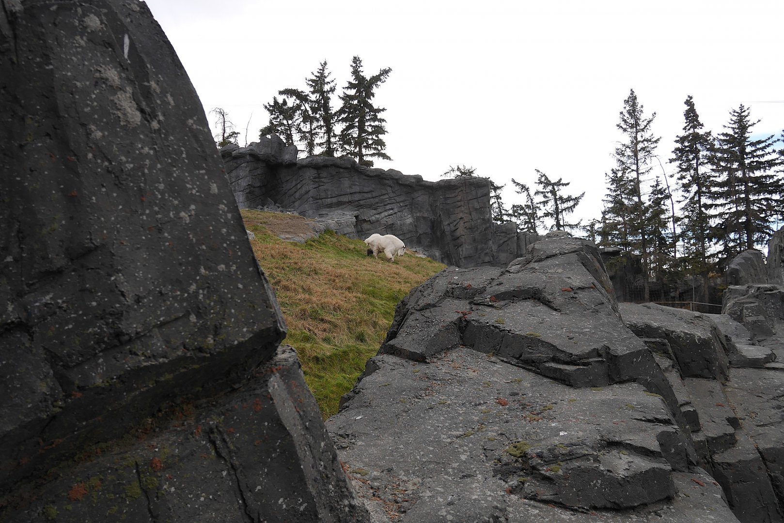Wild Canada Rocky Mountain Goats: Between the Foreground Rockwork