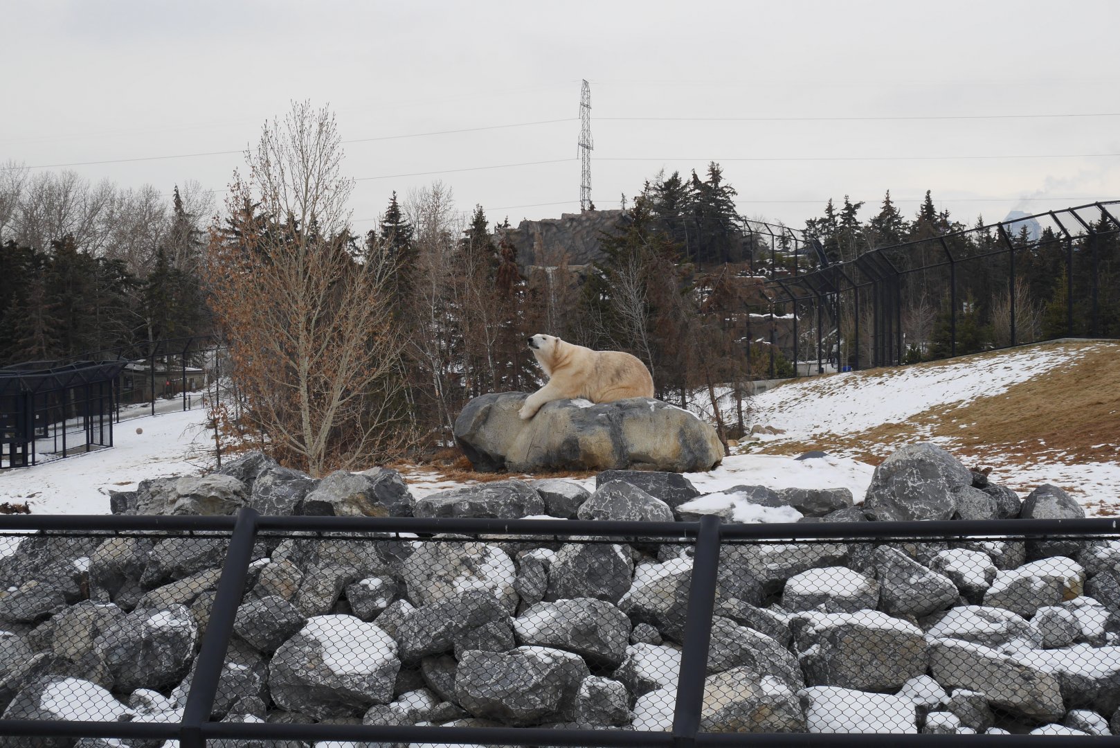 Wild Canada - Taylor Family Foundation Polar Bear Sanctuary