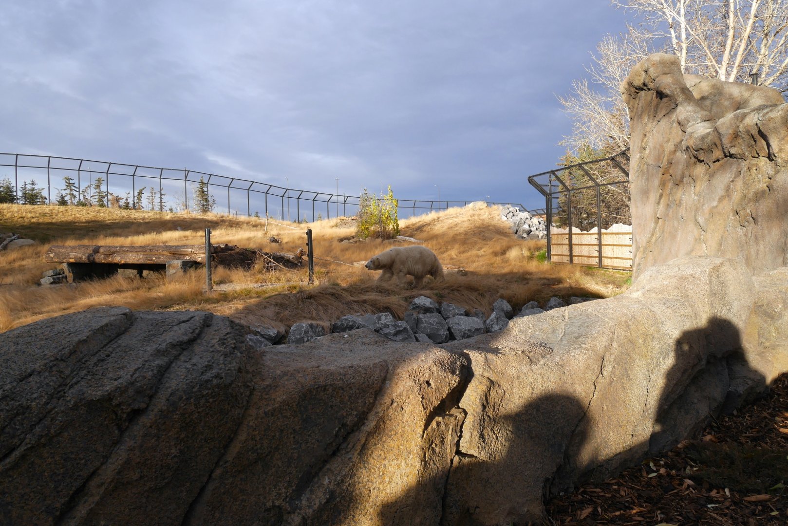 Wild Canada TFF Polar Bear Sanctuary: East End in Warm Autumn Light