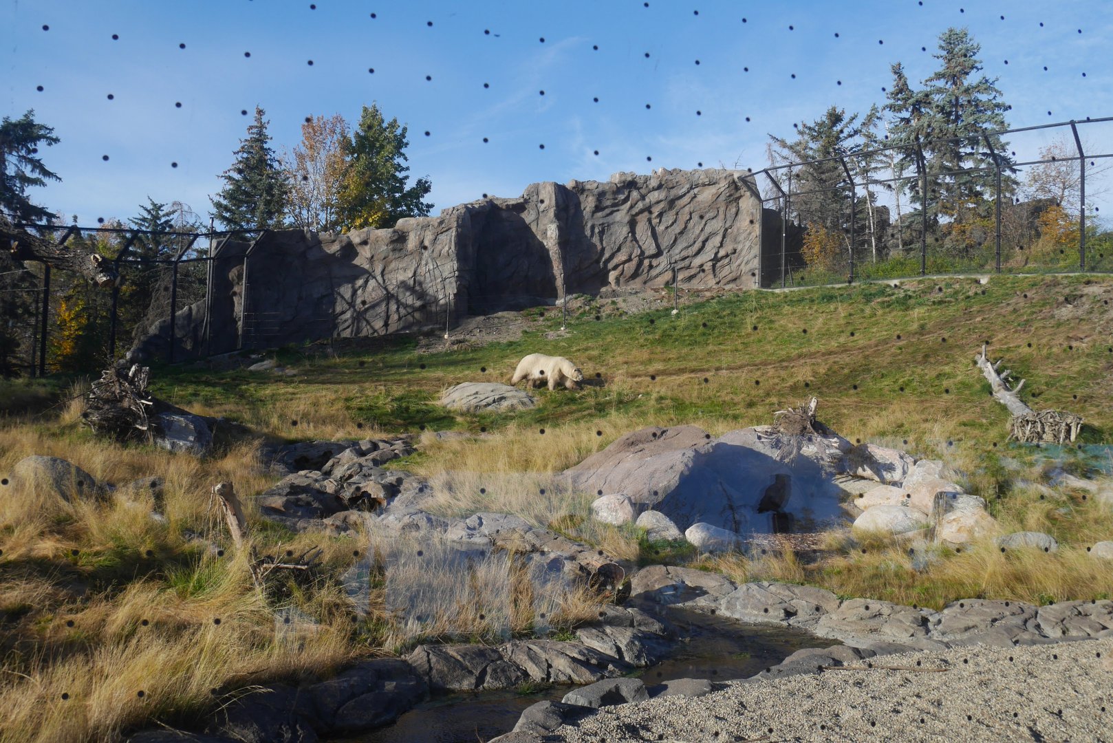 Wild Canada: TFF Polar Bear Sanctuary East End