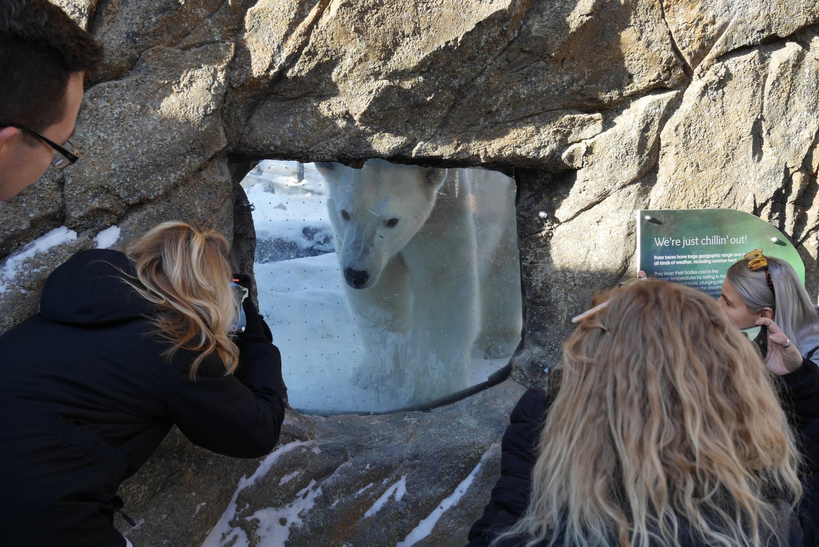 Wild Canada: TFF Polar Bear Sanctuary Little Window