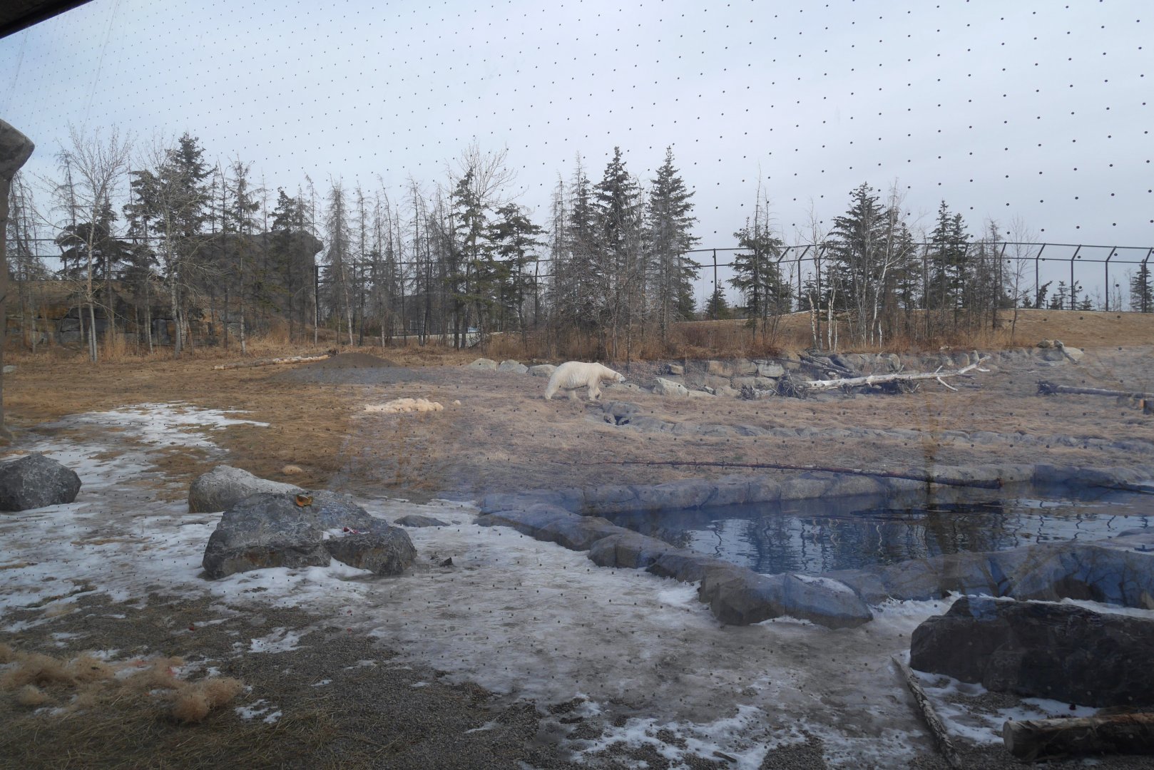 Wild Canada: TFF Polar Bear Sanctuary - Siku on the Prowl for Food