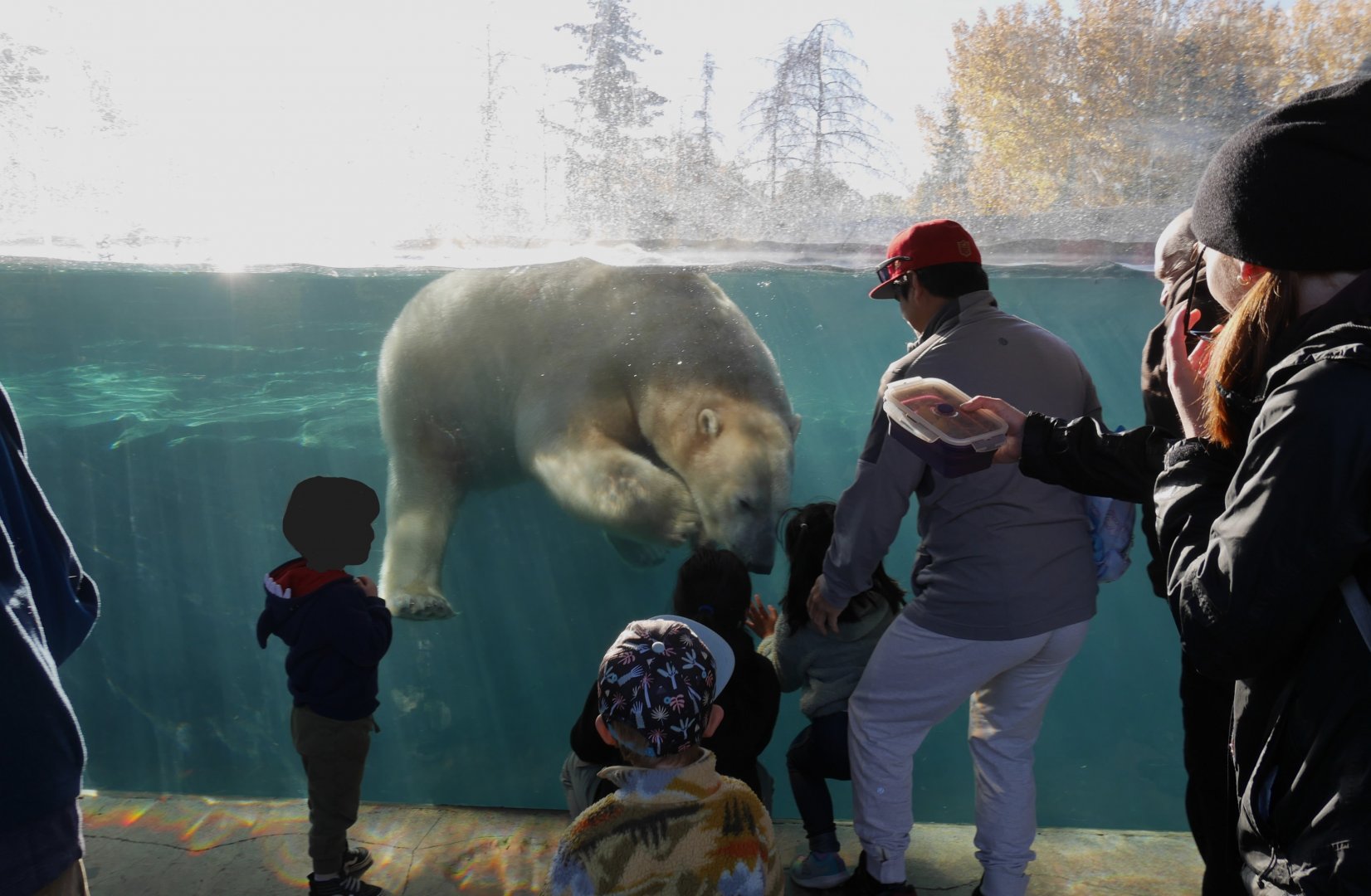 Wild Canada: TFF Polar Bear Sanctuary Siku Swimming up to Visitors