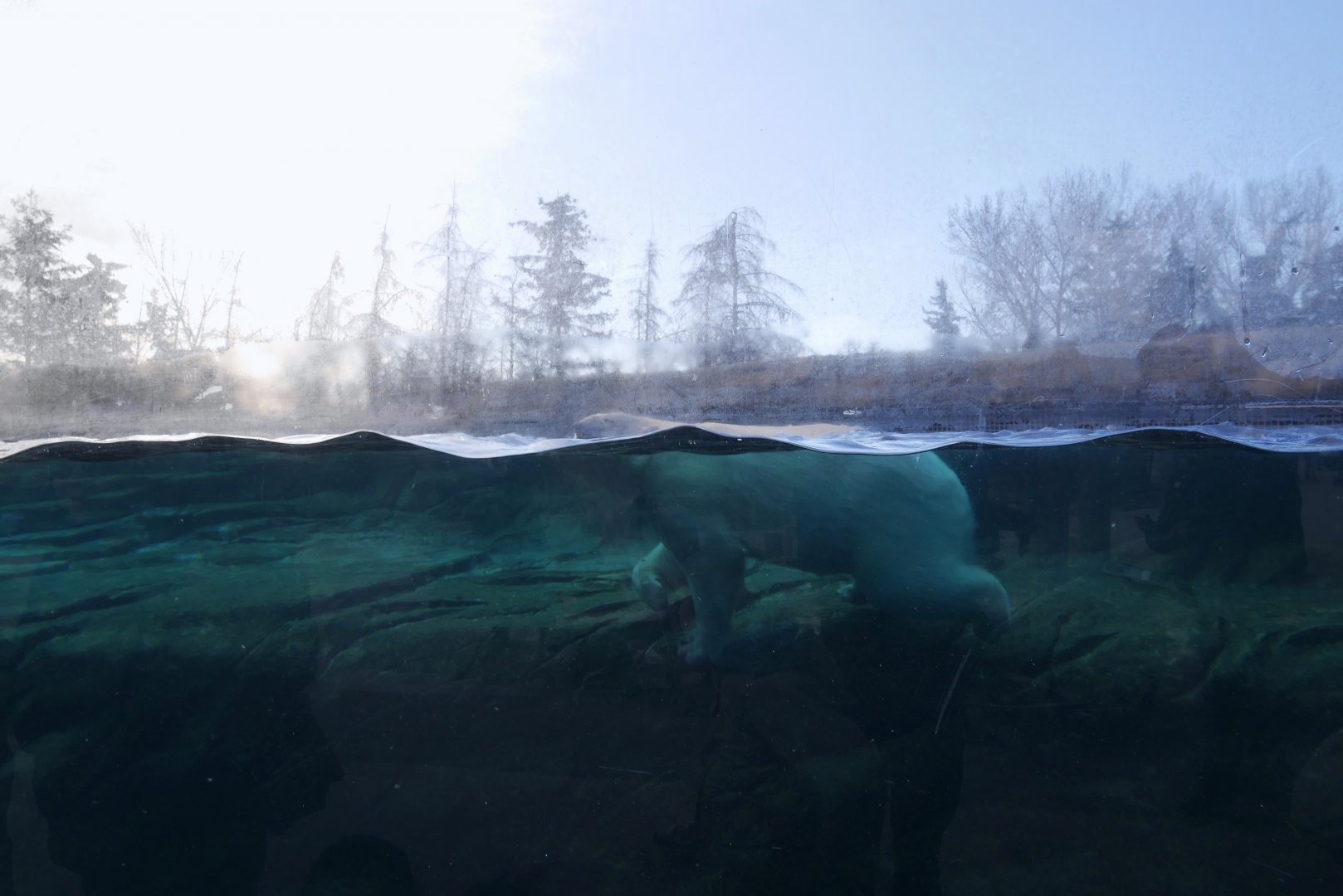 Wild Canada: TFF Polar Bear Sanctuary - Siku Using the Ledge to Surface After Diving for Food
