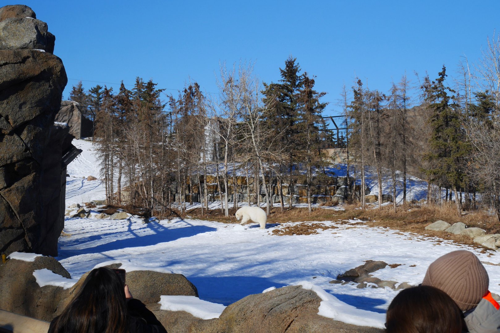 Wild Canada: TFF Polar Bear Sanctuary View from Half-moat