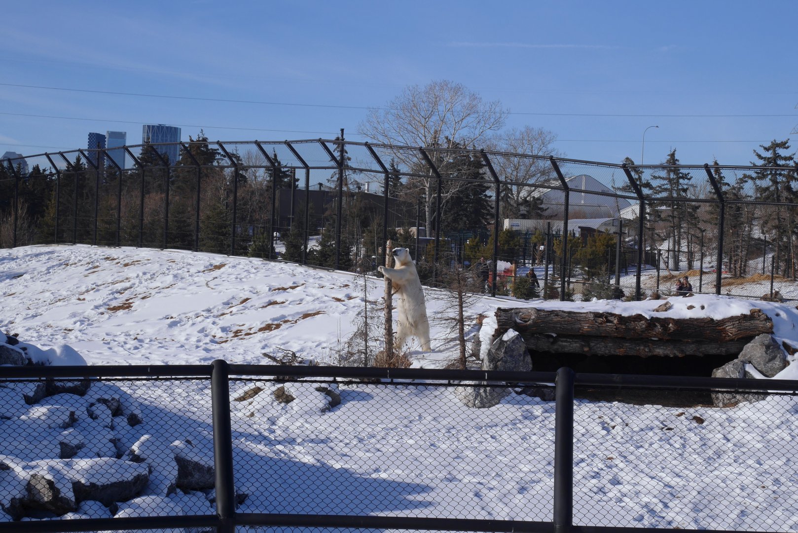 Wild Canada: TFF Polar Bear Sanctuary