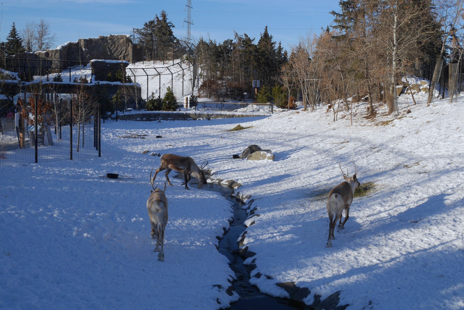 Wild Canada: Woodland Caribou and Polar Bear Exhibits