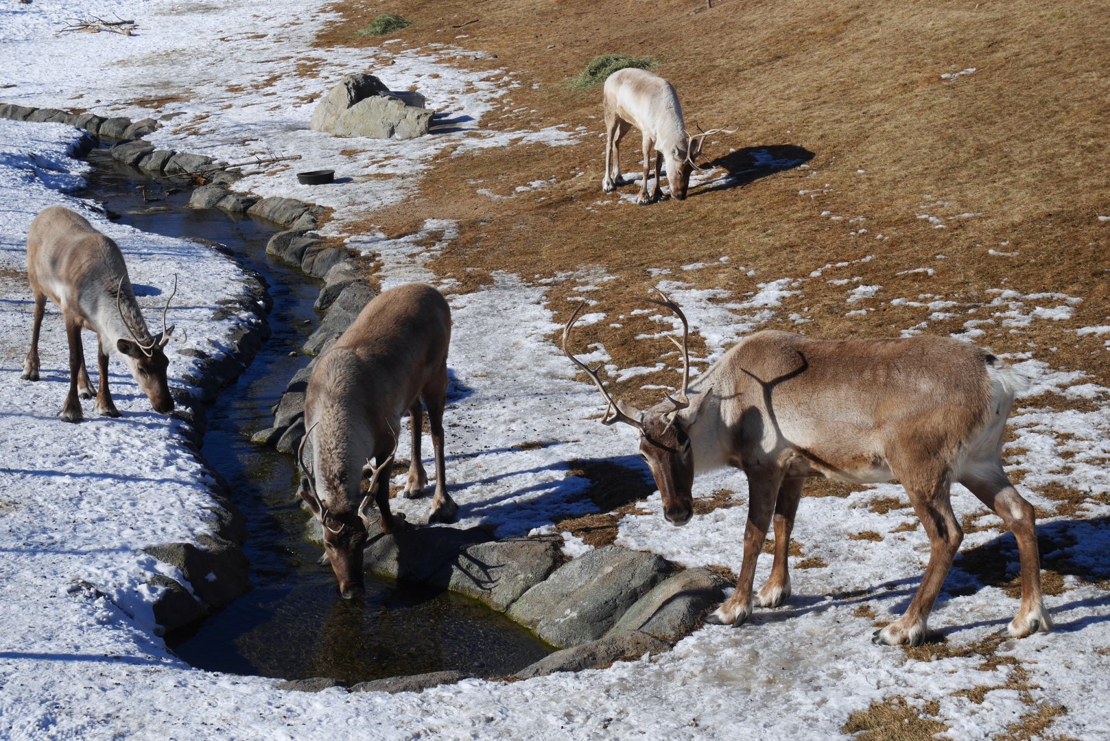 Wild Canada: Woodland Caribou by their Stream