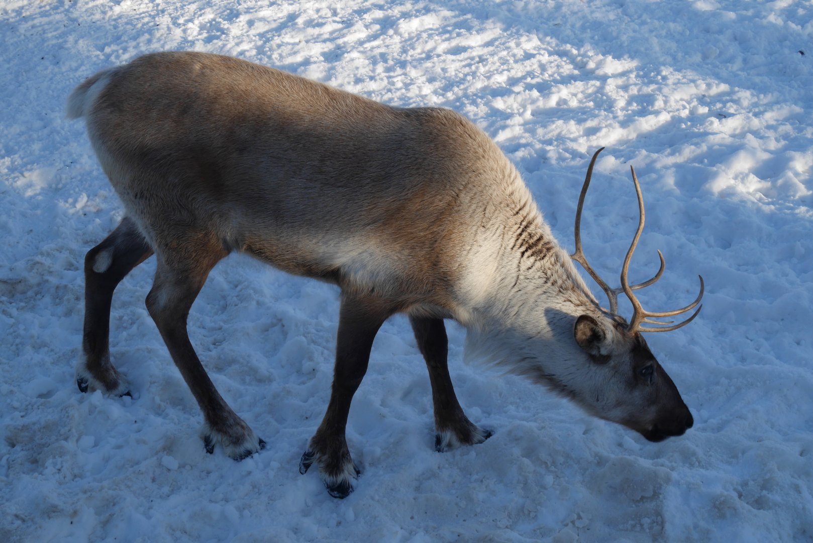 Wild Canada: Woodland Caribou