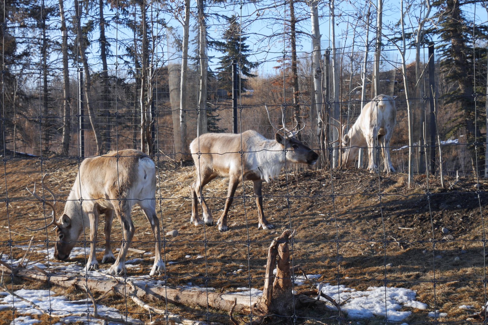 Wild Canada: Woodland Caribou
