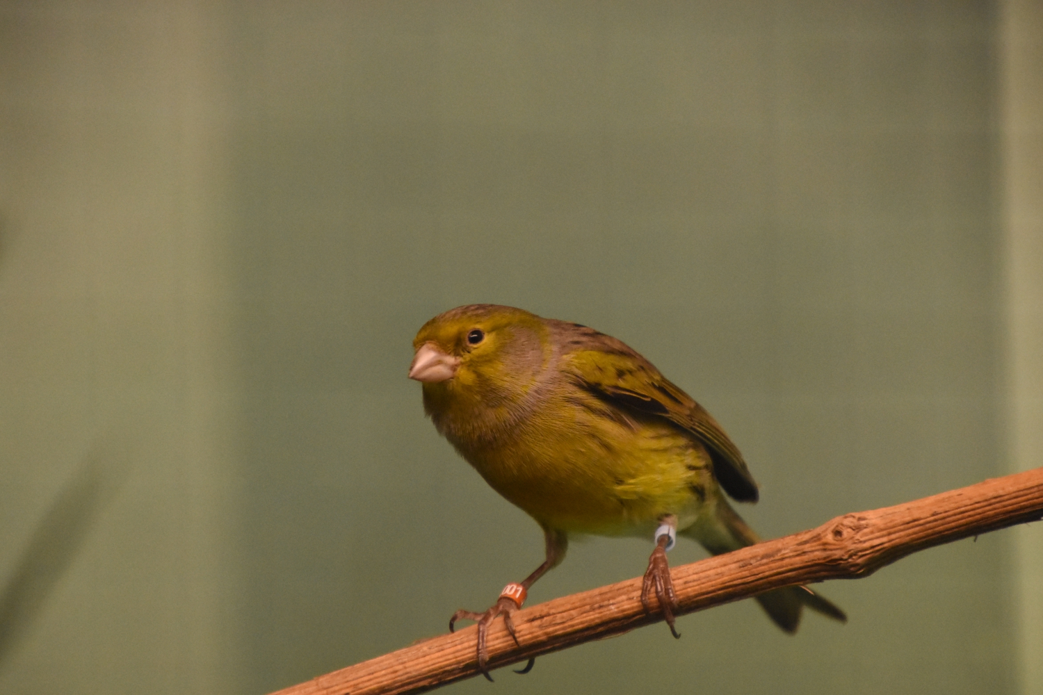 Wild canary
