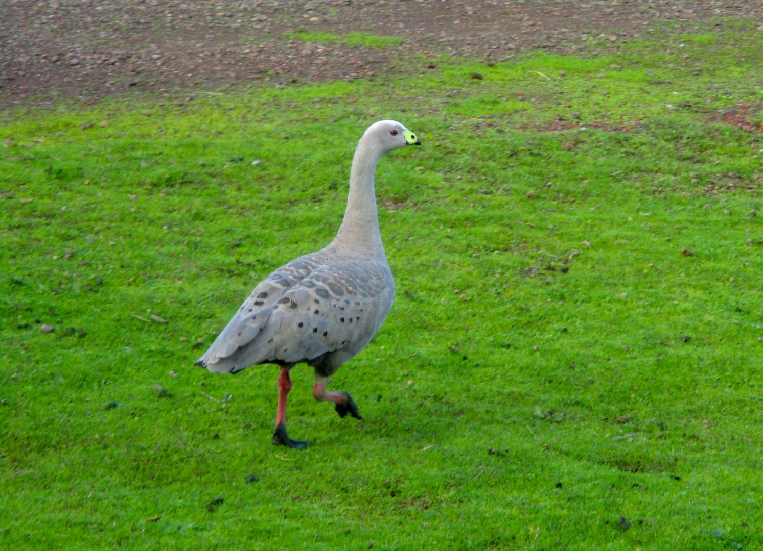 Wild Cape Barren Goose (Cereopsis novaehollandiae)