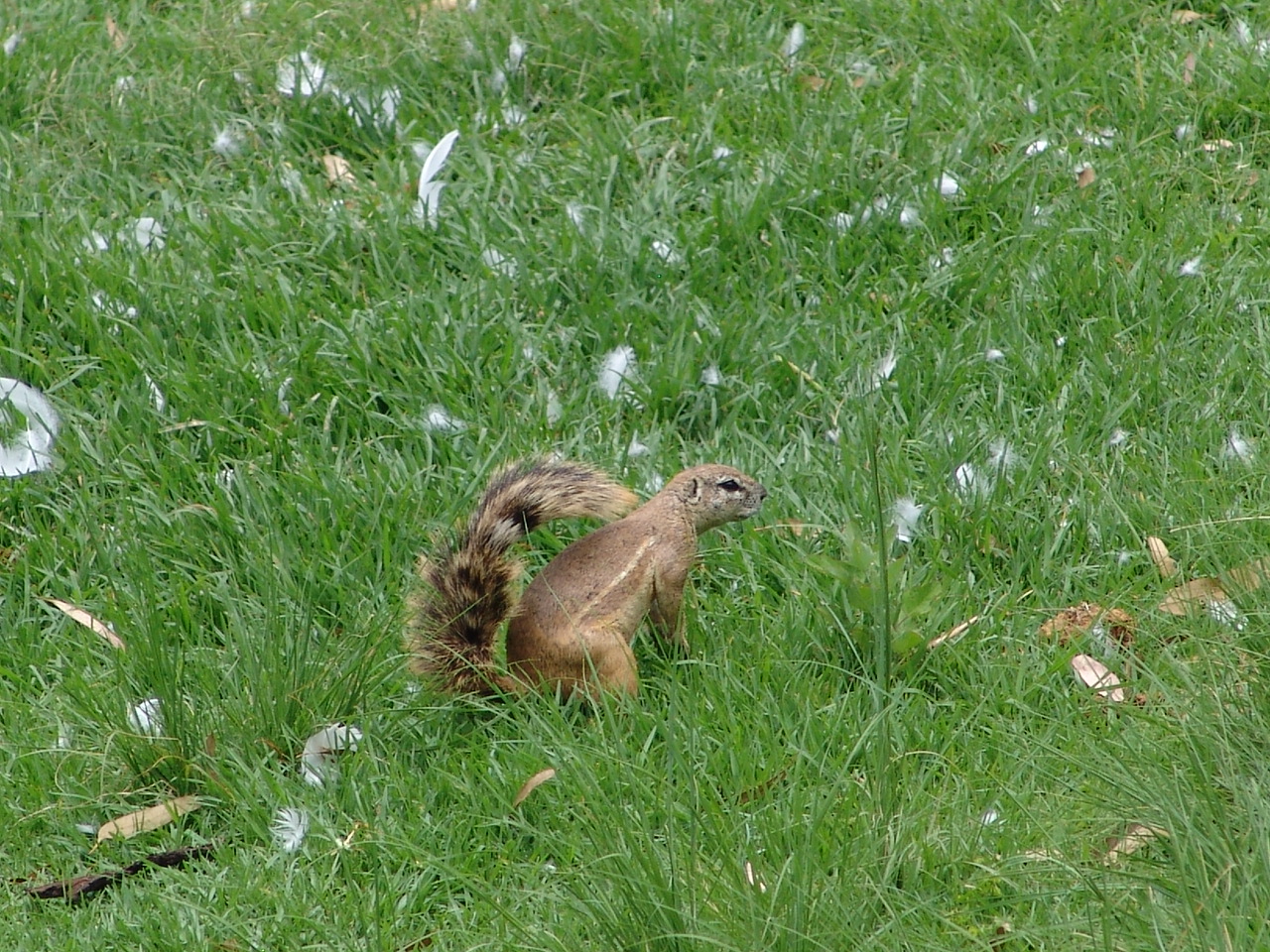 Wild Cape Ground Squirrel (Xerus inauris)