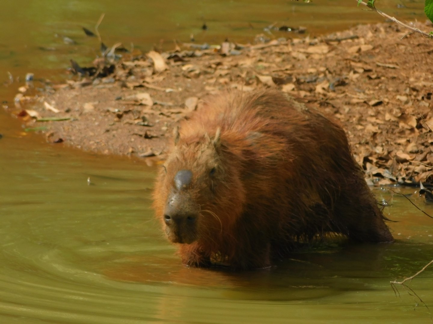 Wild capybara at the zoo's lake - Brasilia zoo