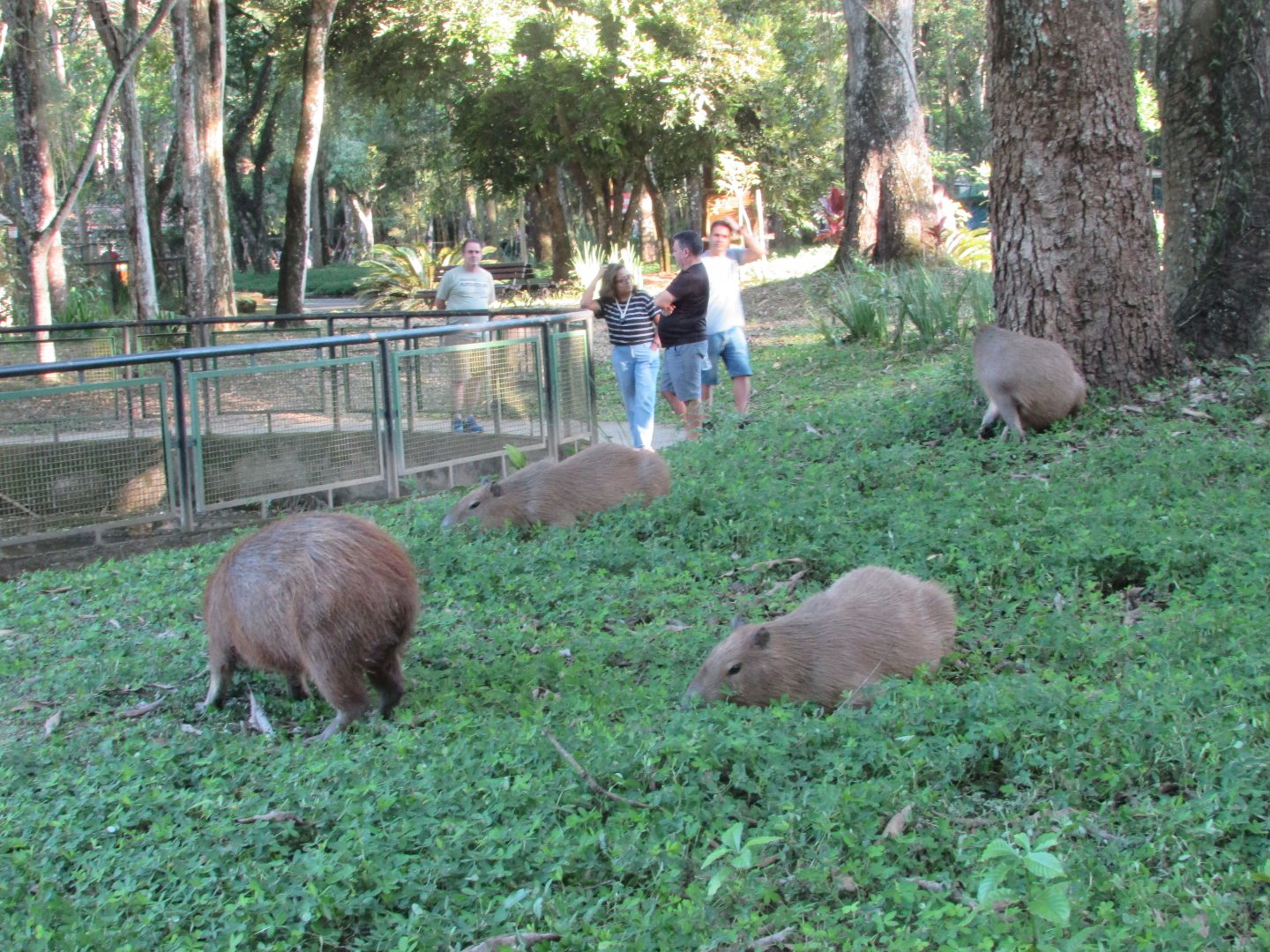 Wild capybaras