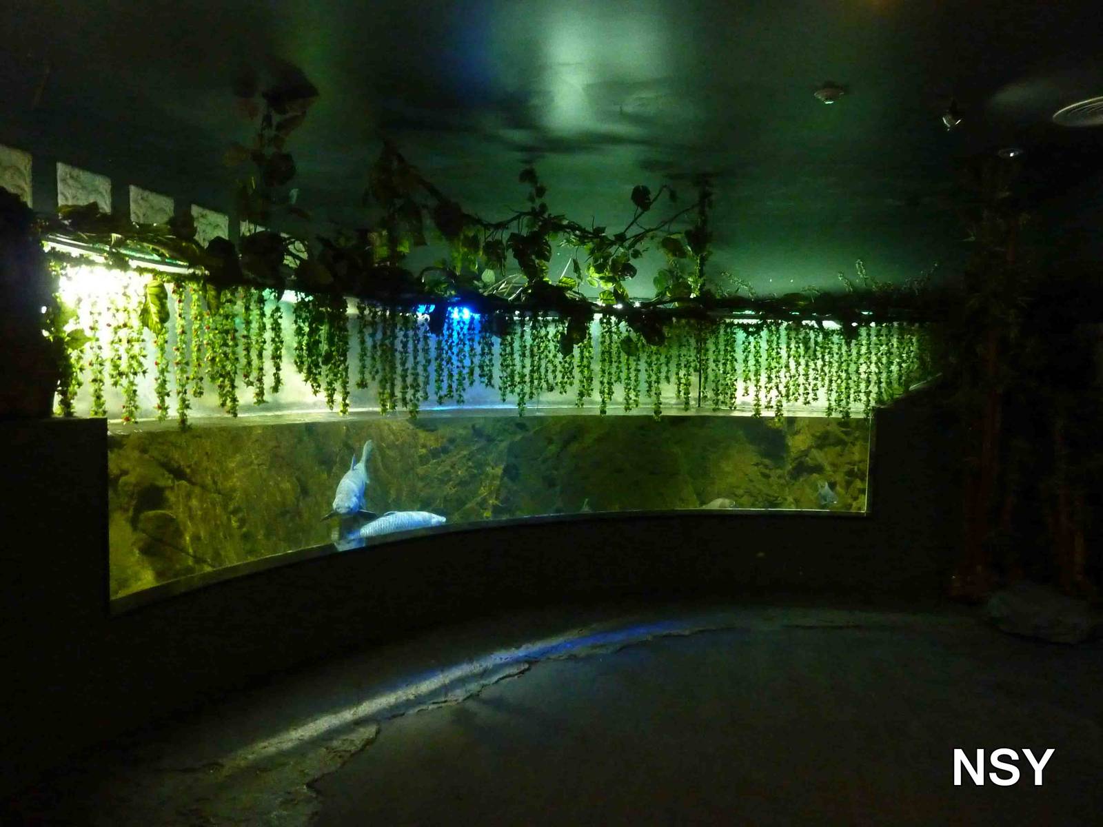 Wild carp tank, May 2013.