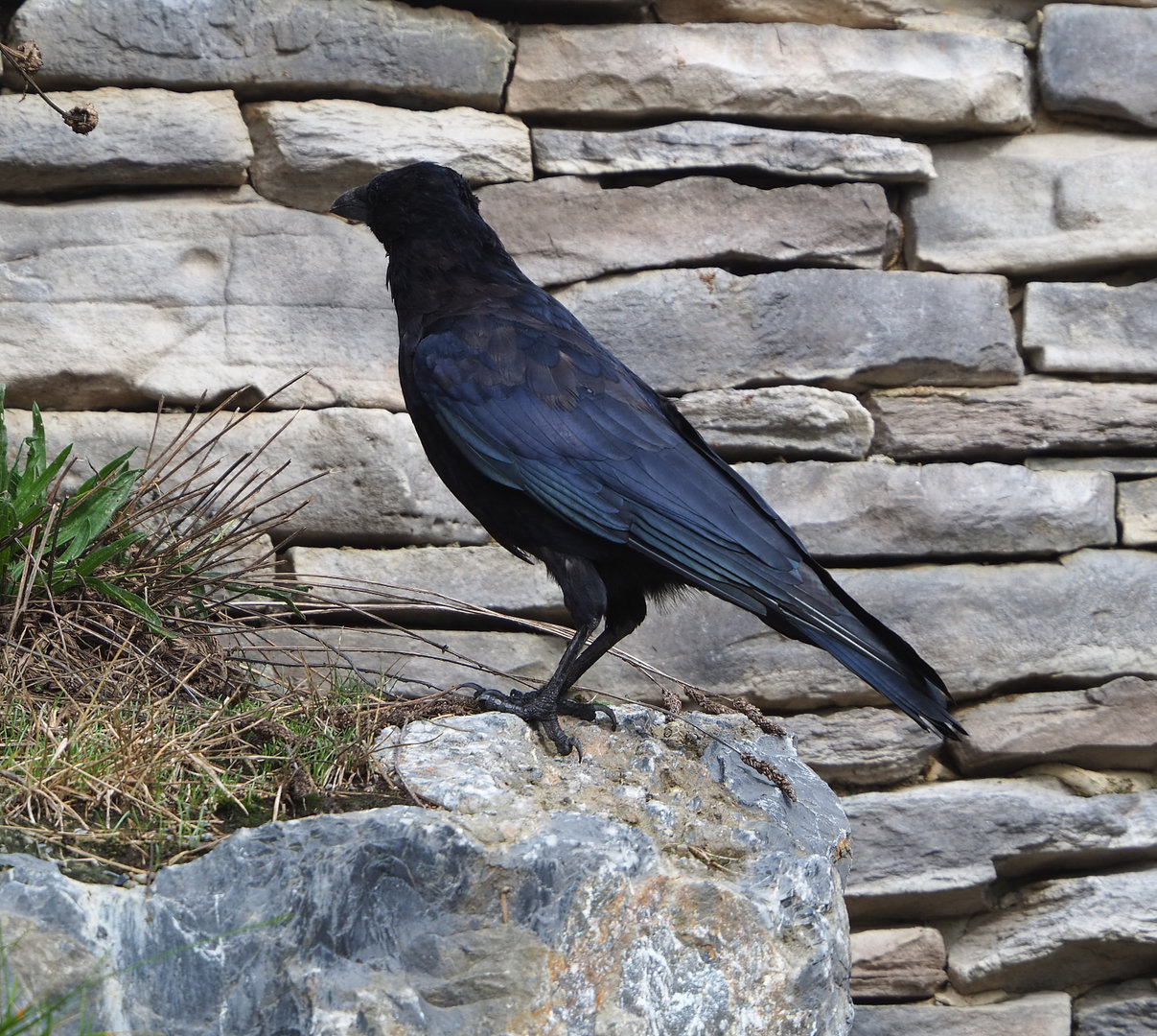 Wild Carrion crow (Corvus corone), 2022-09-15