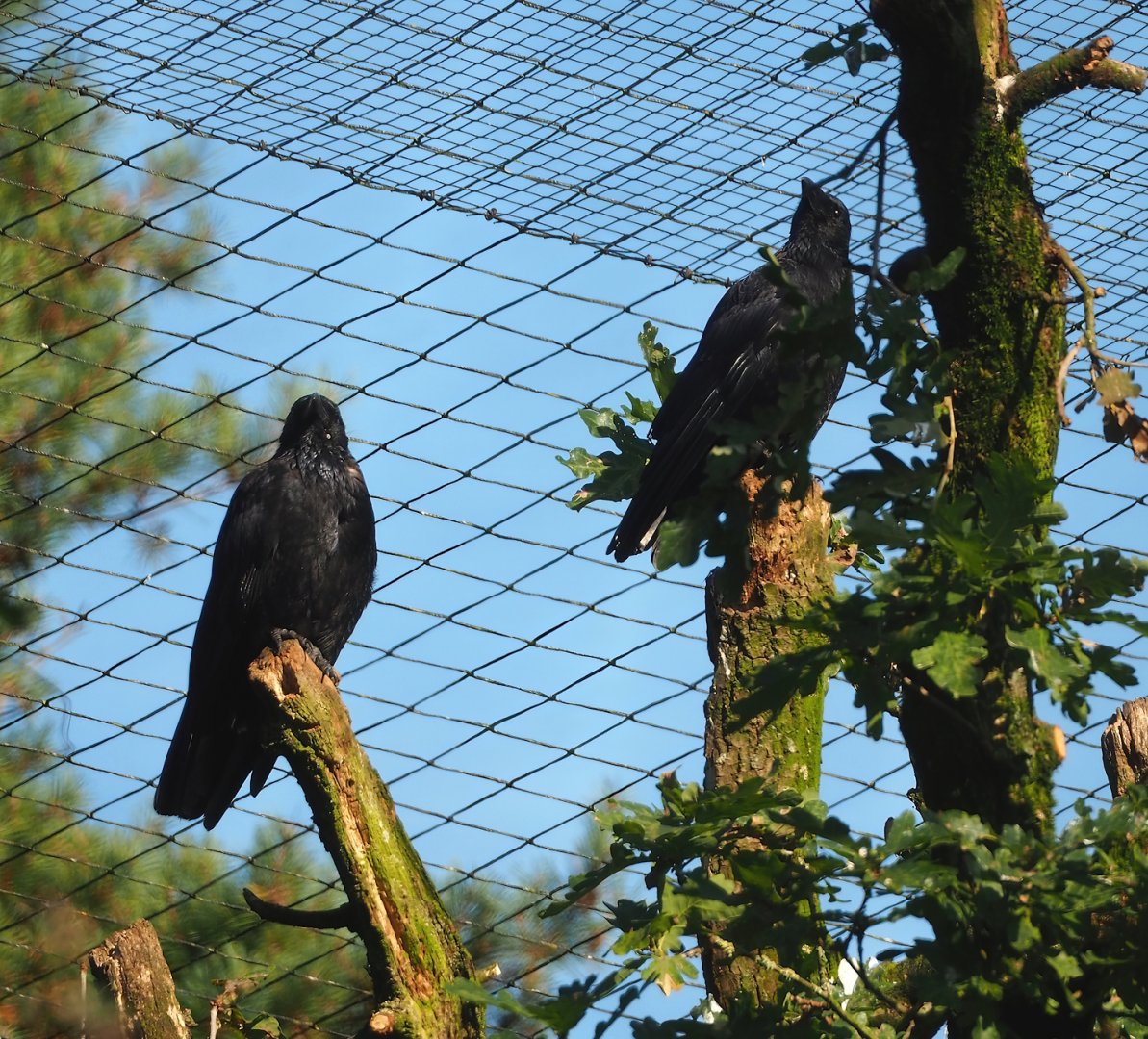 Wild Carrion crows (Corvus corone) in the Snavelrijk aviary, 2023-09-24