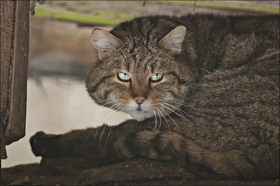 Wild cat at Wildpark Schwarze Berge
