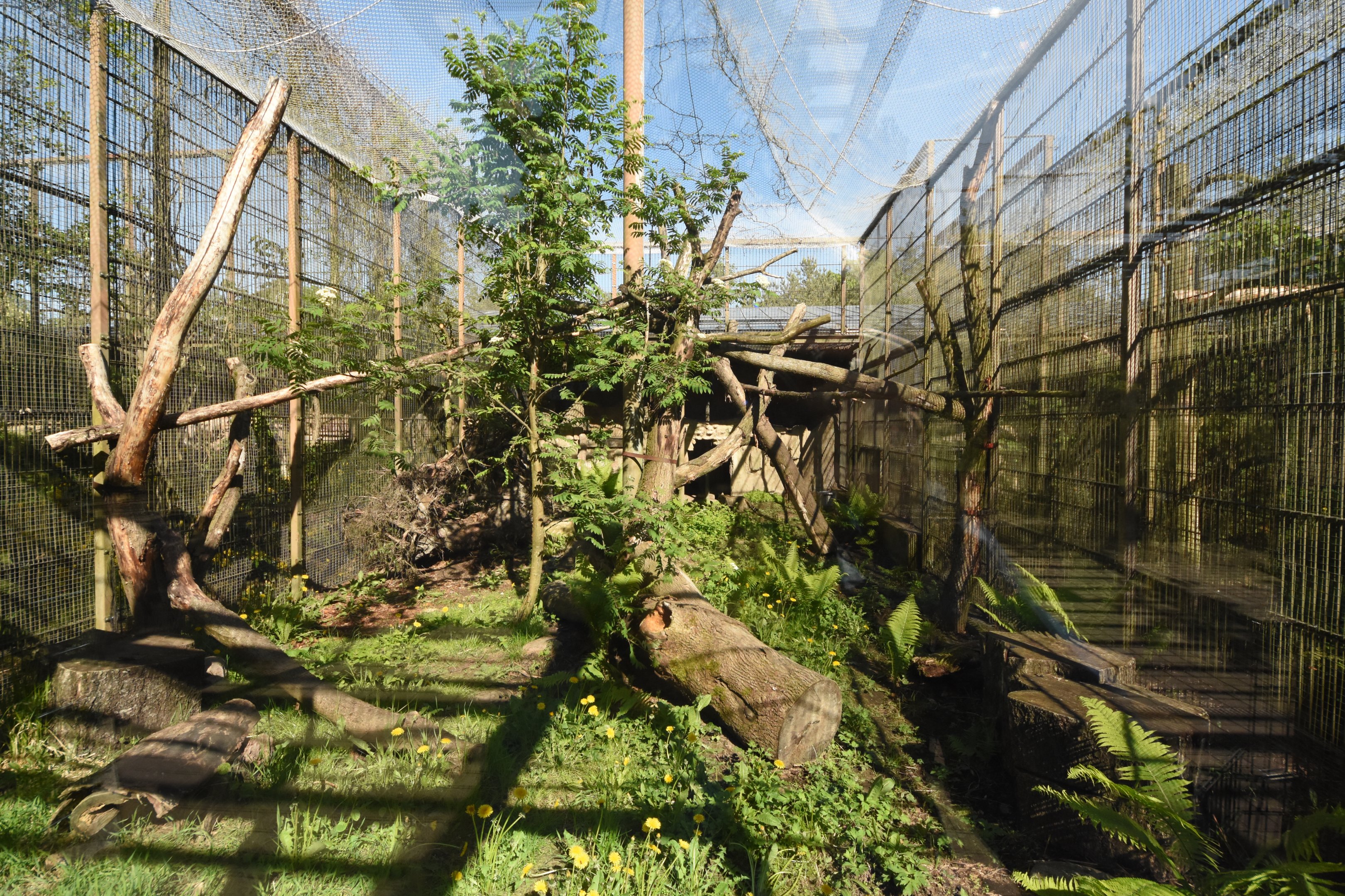 Wild cat enclosure