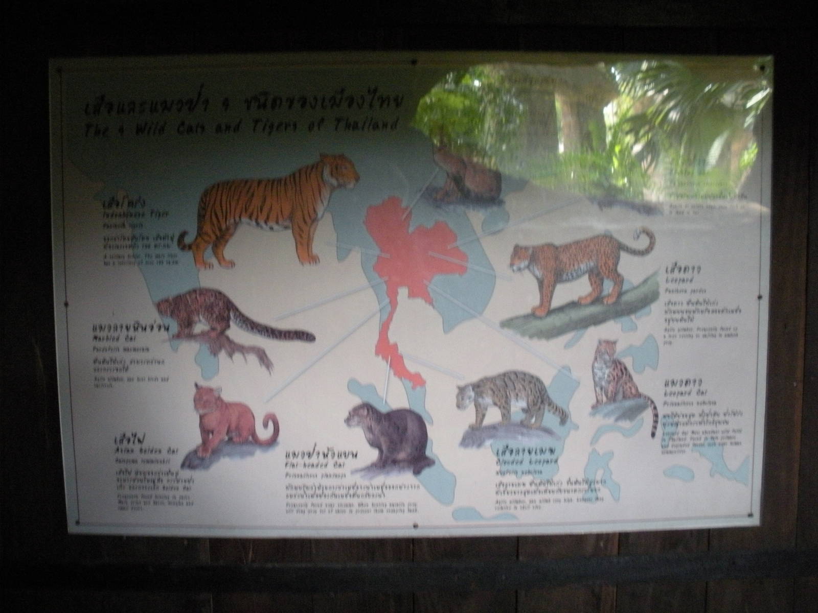 Wild Cats of Thailand signage