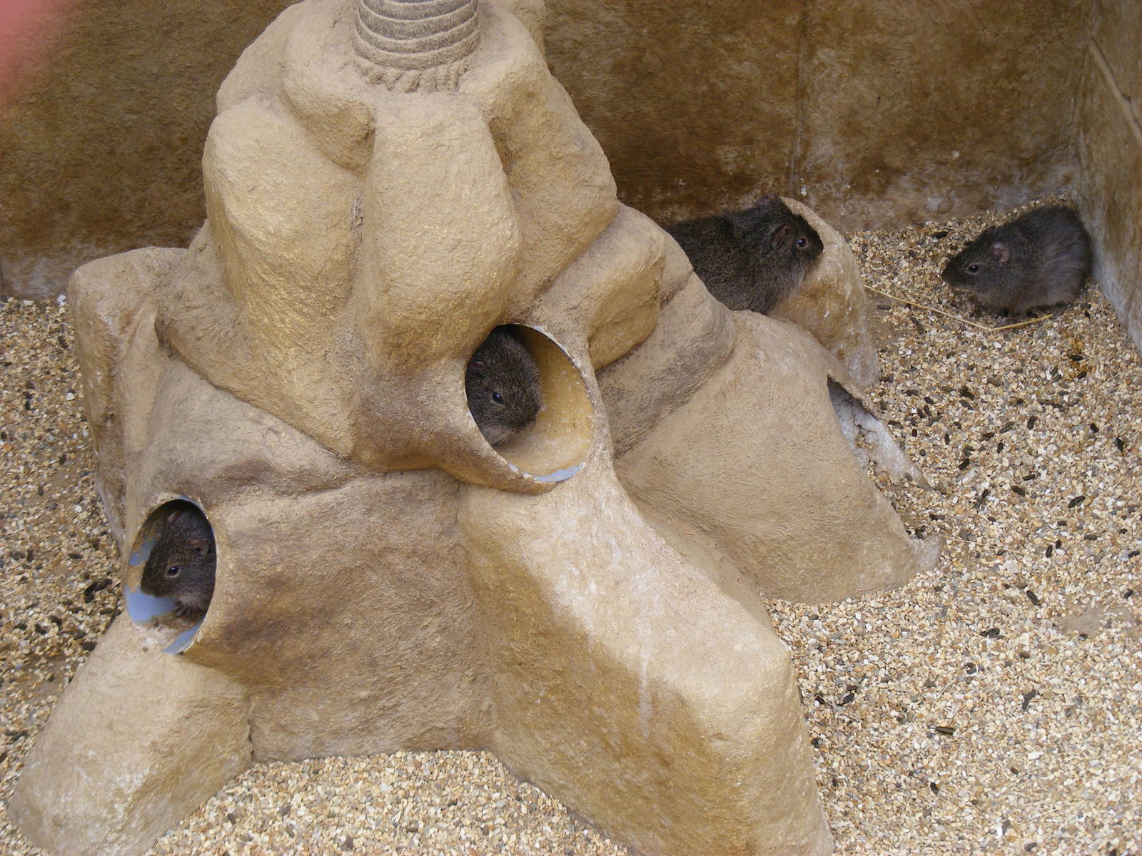 Wild cavies at Amazon World, 5 April 2010