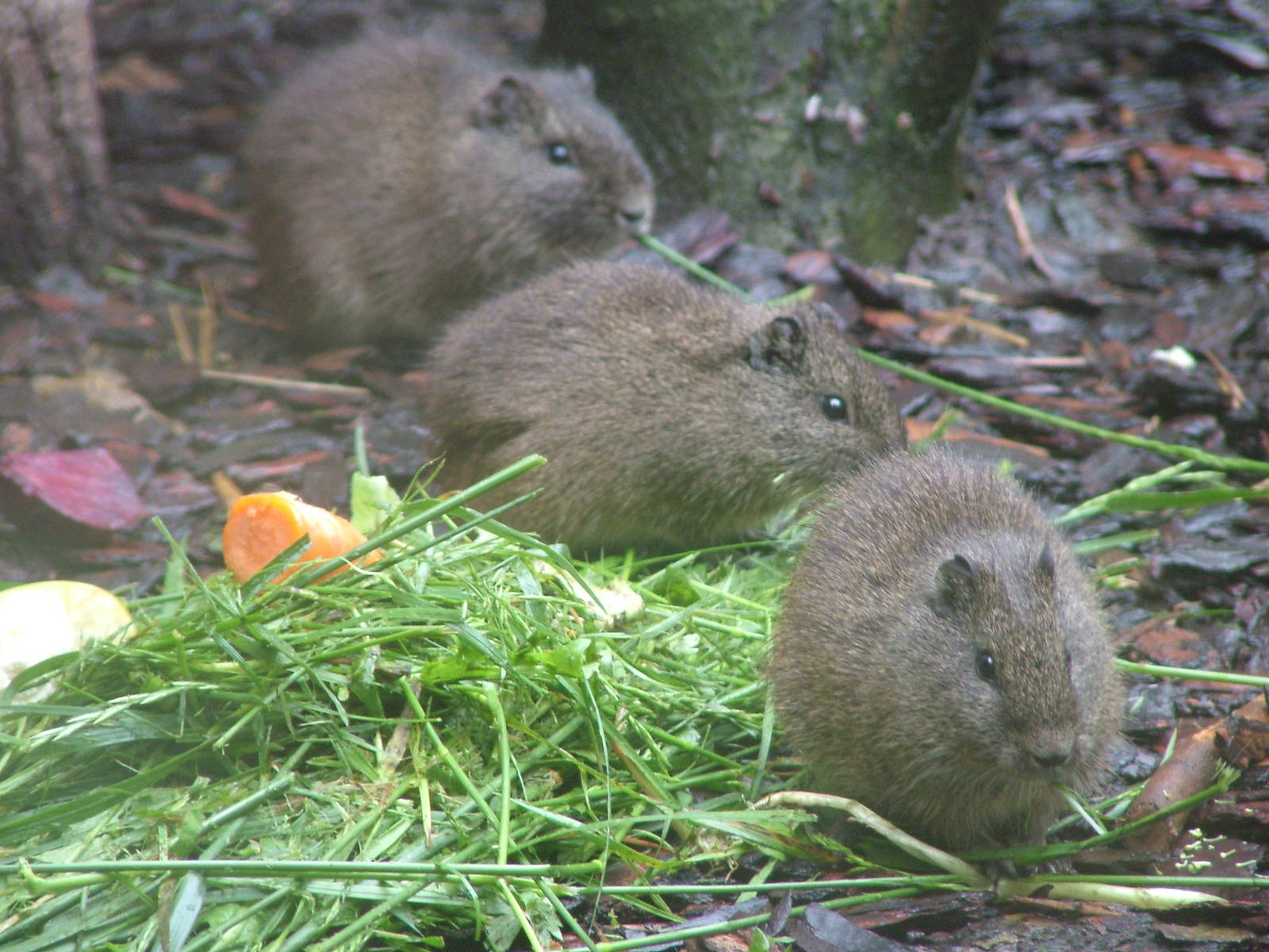 Wild Cavies at Jihlava, 31/05/10