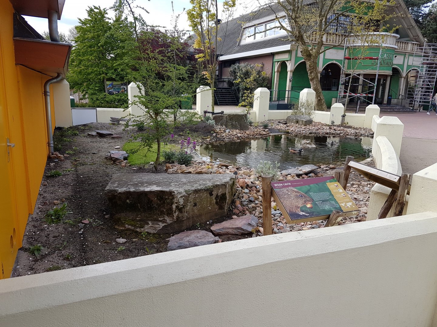 Wild cavy Outdoor-enclosure