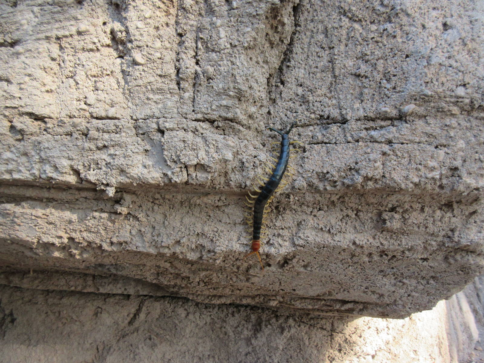 Wild Centipede - 8 inches long and aggressive