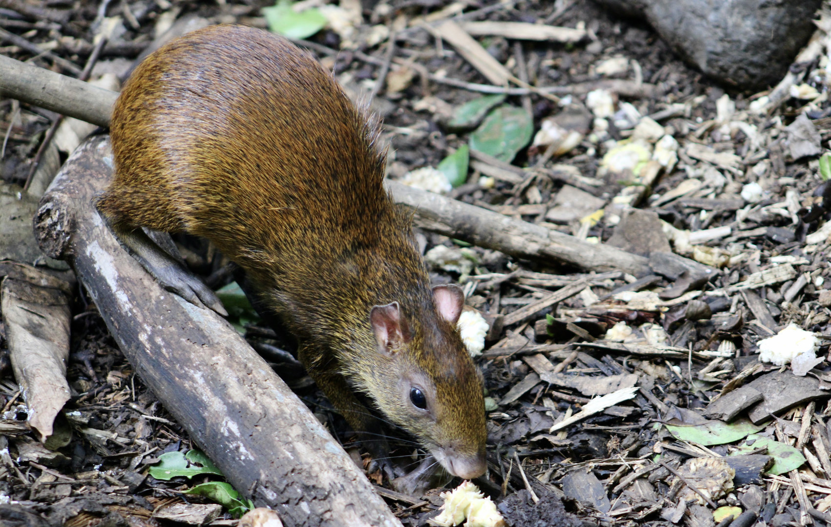 Wild Central American Agouti (Dasyprocta punctata richmondi)