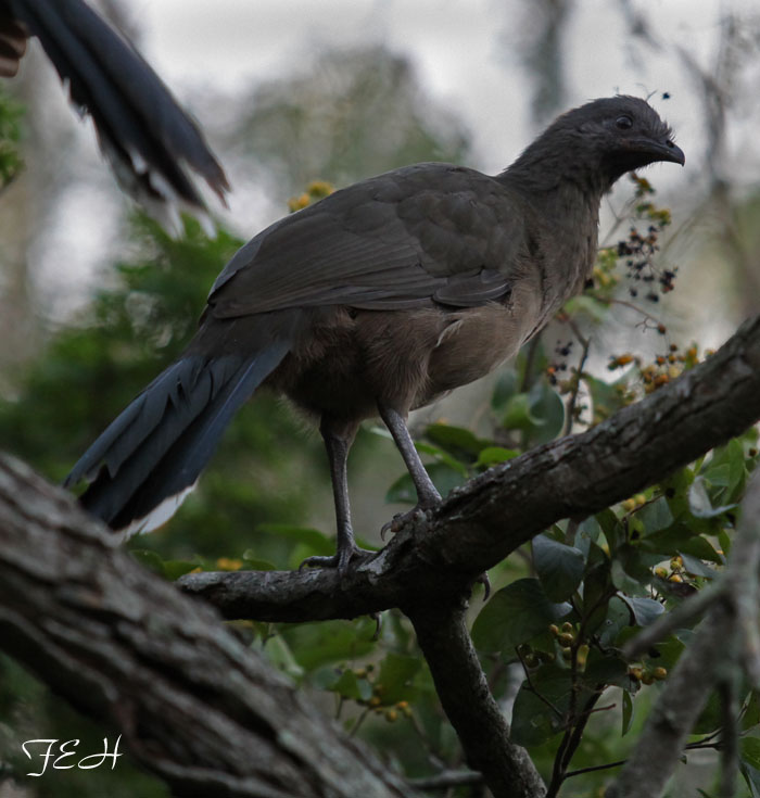 wild chachalaca