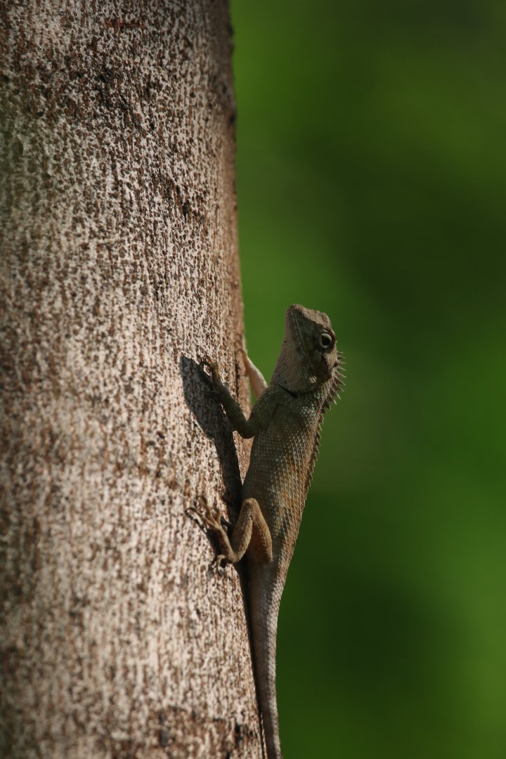 Wild Changeable lizard