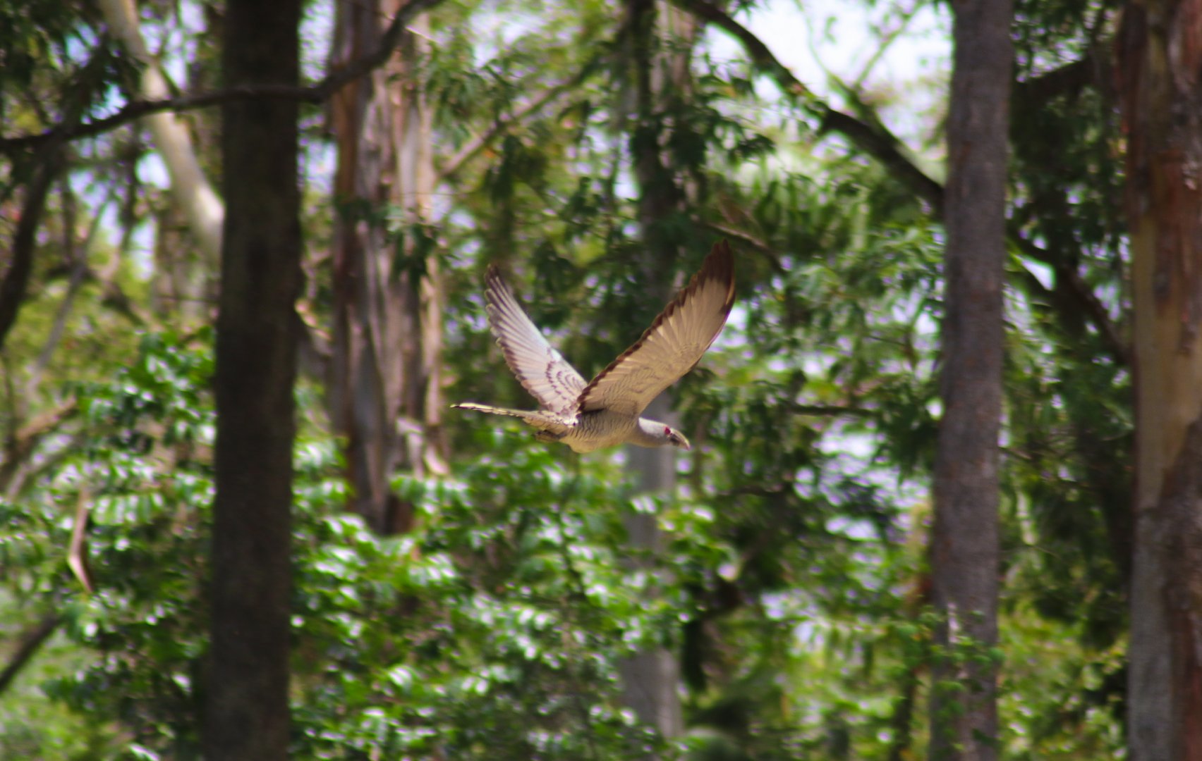 Wild Channel-billed Cuckoo (Scythrops novaehollandiae)