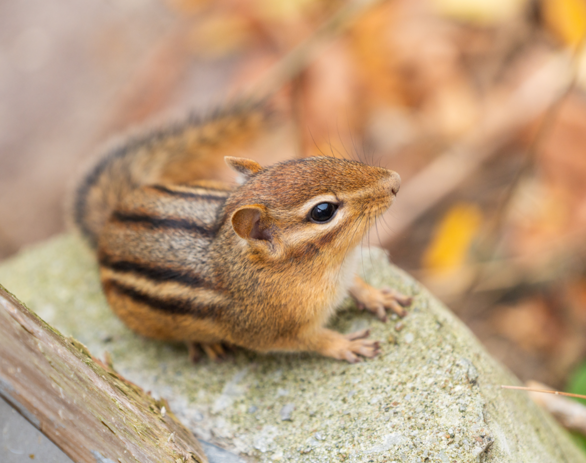Wild Chipmunk in the Zoo